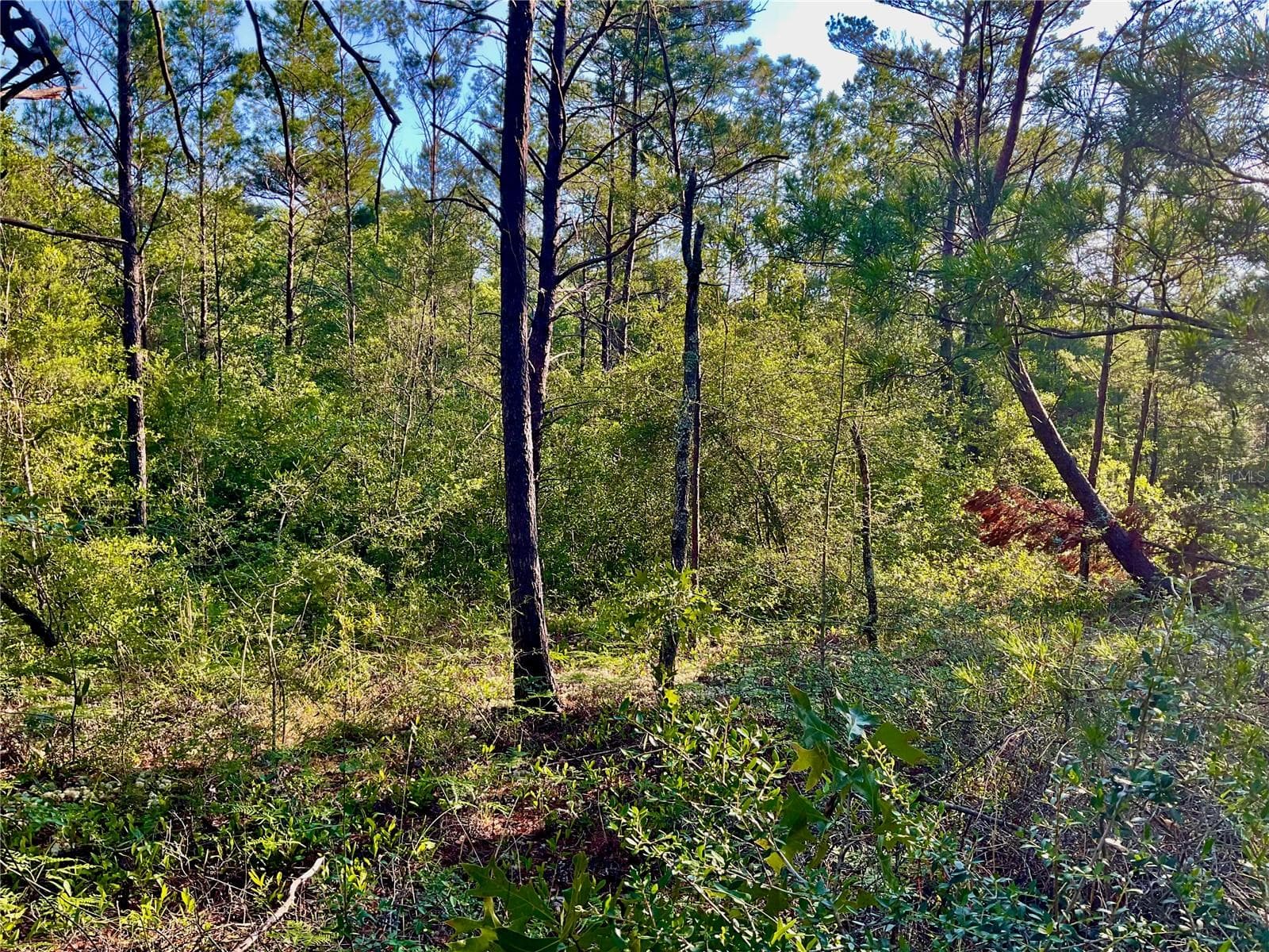 Land at PINETREE LN, DEFUNIAK SPRINGS, photo 32 of 40