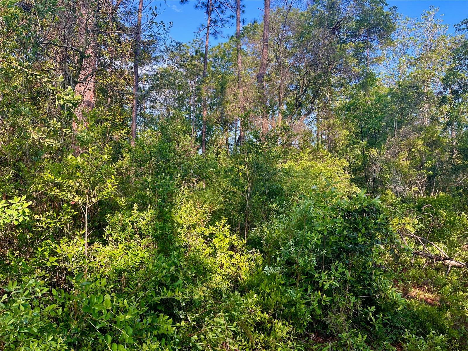 Land at PINETREE LN, DEFUNIAK SPRINGS, photo 34 of 40