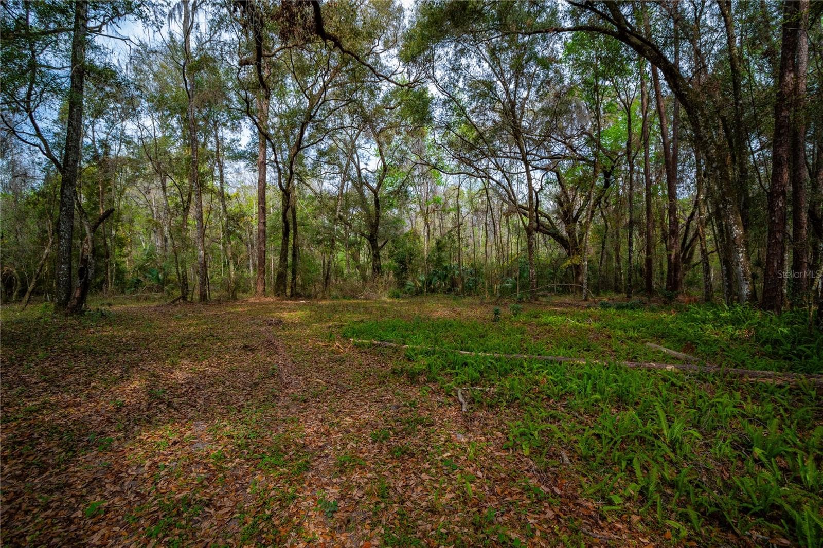 Land at 7822 CR 647, BUSHNELL, photo 10 of 29