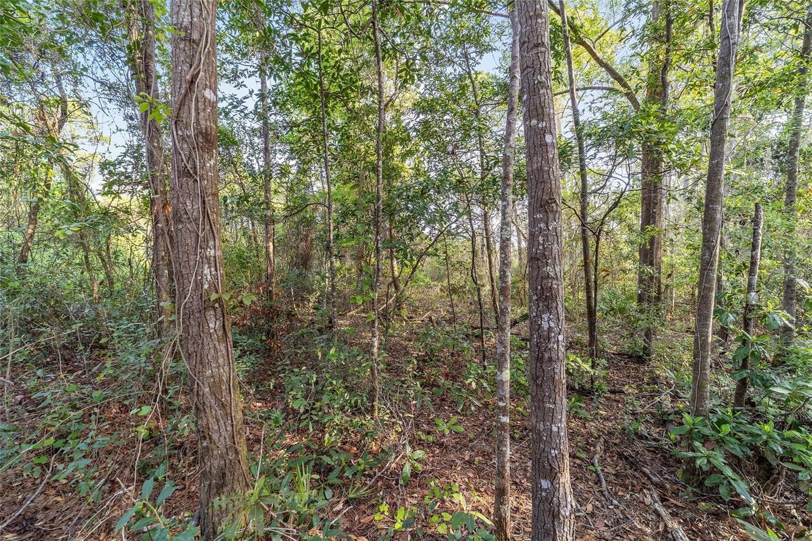 Land at 475 FISHER RD, OCKLAWAHA, photo 5 of 26