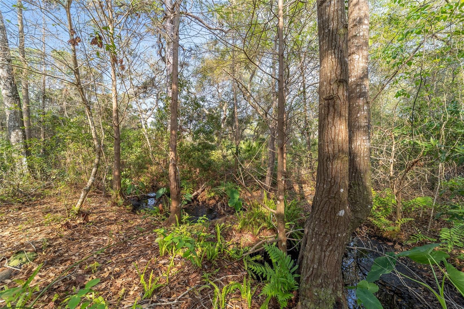 Land at 475 FISHER RD, OCKLAWAHA, photo 9 of 26