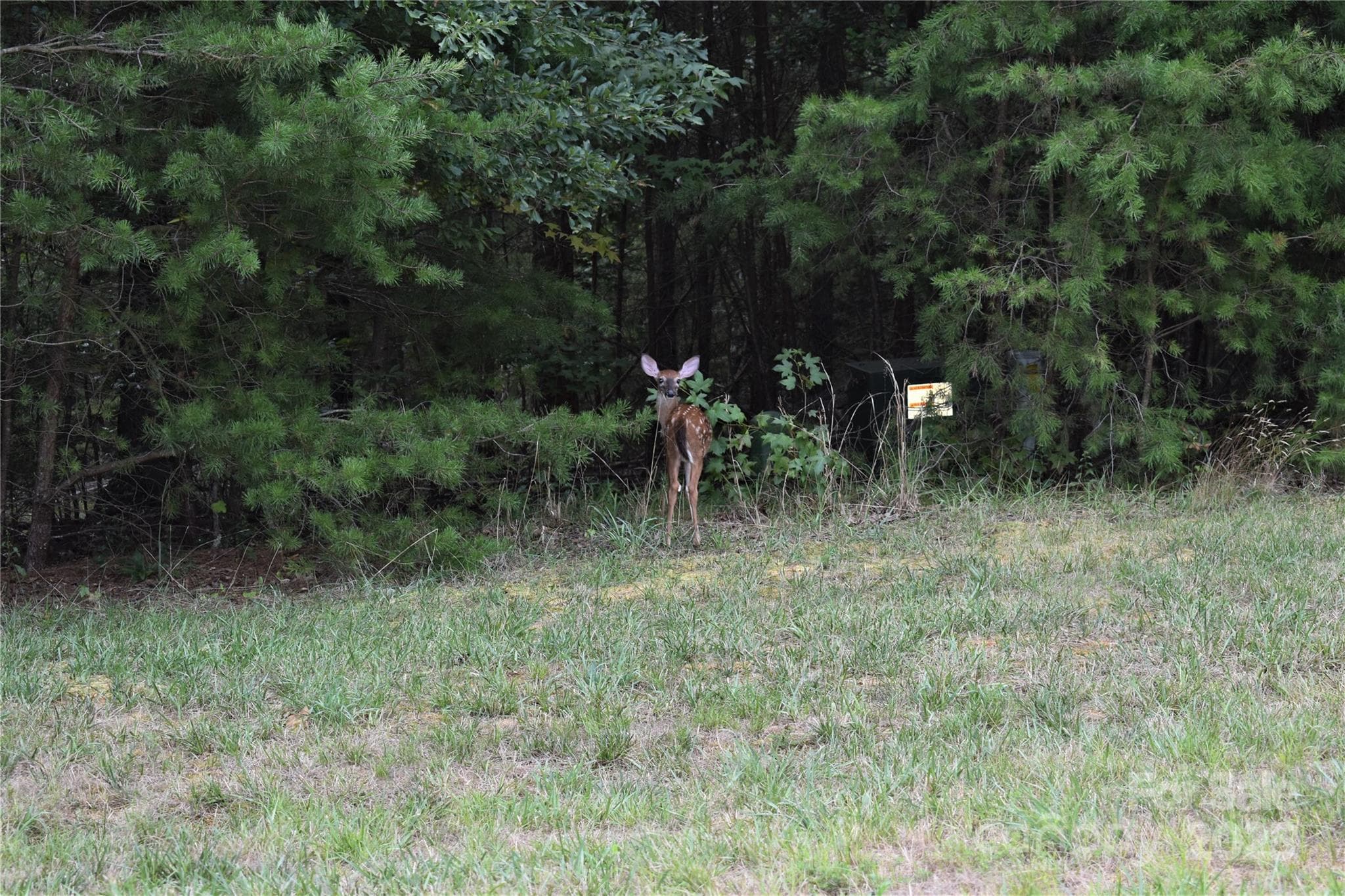 Deer inside Heron Bay. - 133 Badin View Drive, Badin Lake