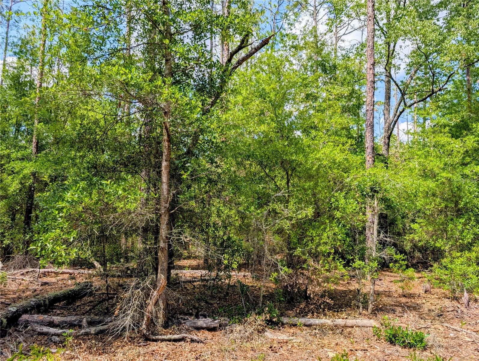 Land at TBD SW 93RD LANE, DUNNELLON, photo 2 of 5
