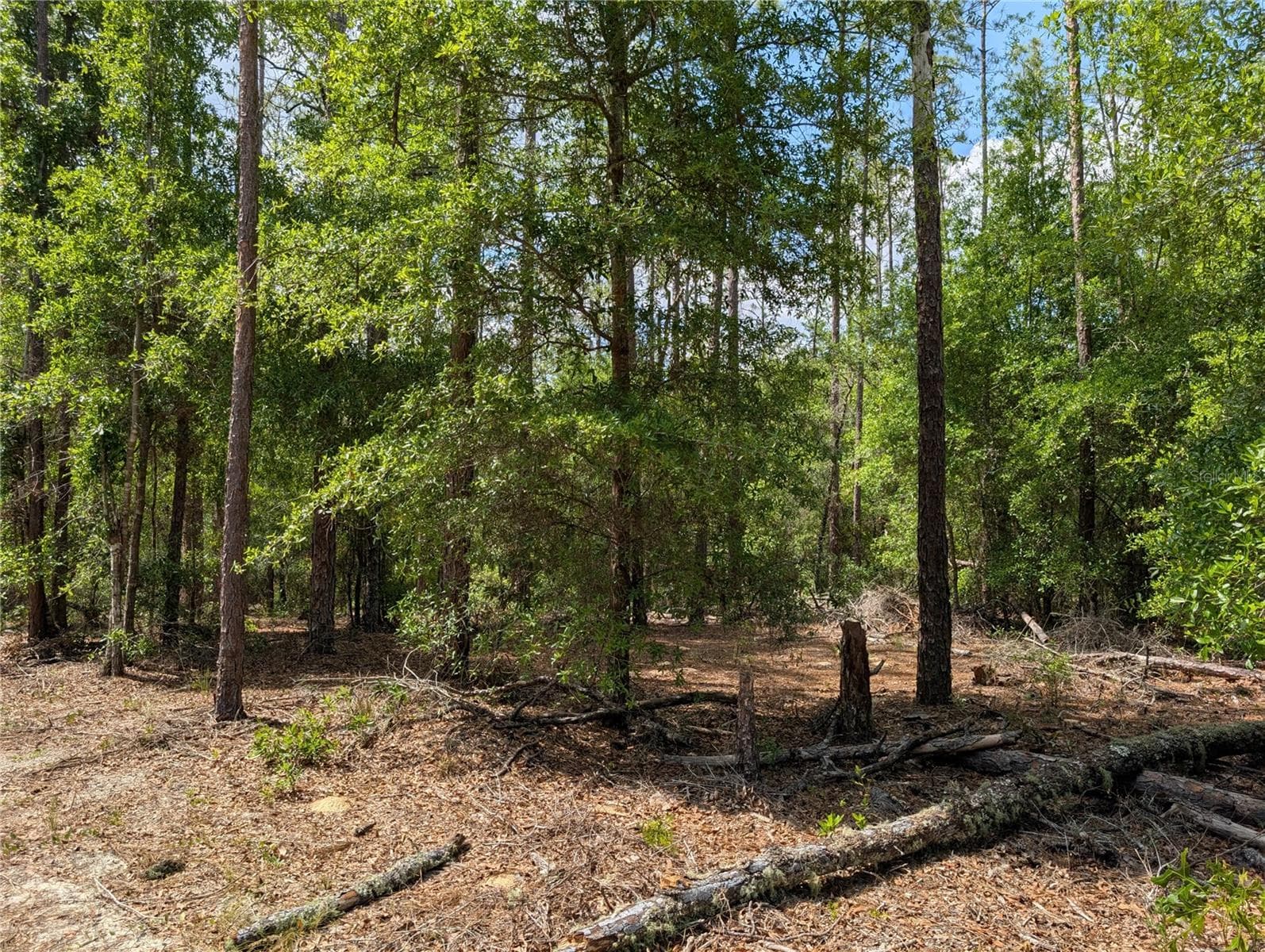 Land at TBD SW 93RD LANE, DUNNELLON, photo 3 of 5