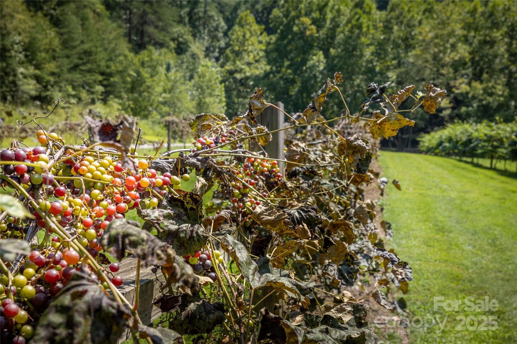 Lot at Lenoir, photo 27 of 35