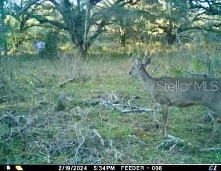 Land at 01 UNNAMED, SPRING HILL, photo 17 of 100