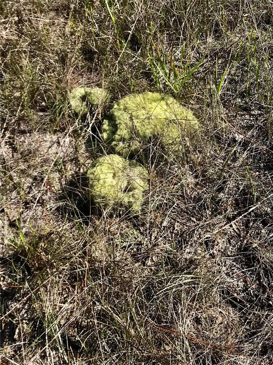 Land at 01 UNNAMED, SPRING HILL, photo 91 of 100