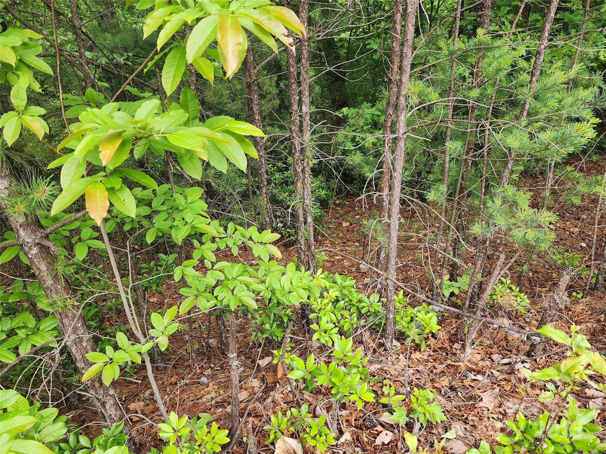 Lot at Chestnut Mountain Farms, McGrady, photo 6 of 16