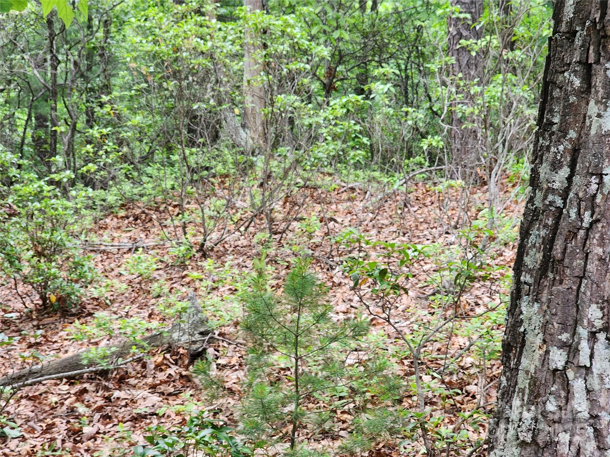 Lot at Chestnut Mountain Farms, McGrady, photo 10 of 16
