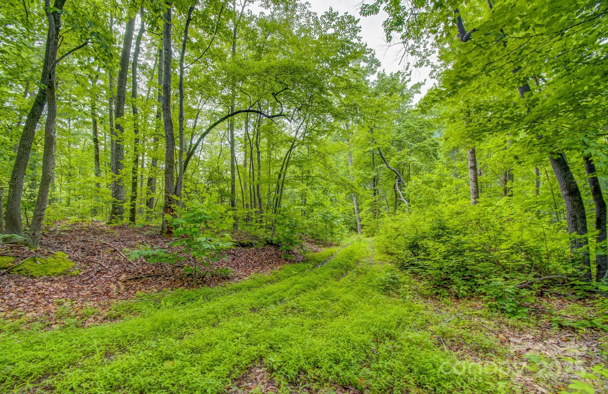 Acreage at 99999 Dark Cove Road, Leicester, photo 9 of 15