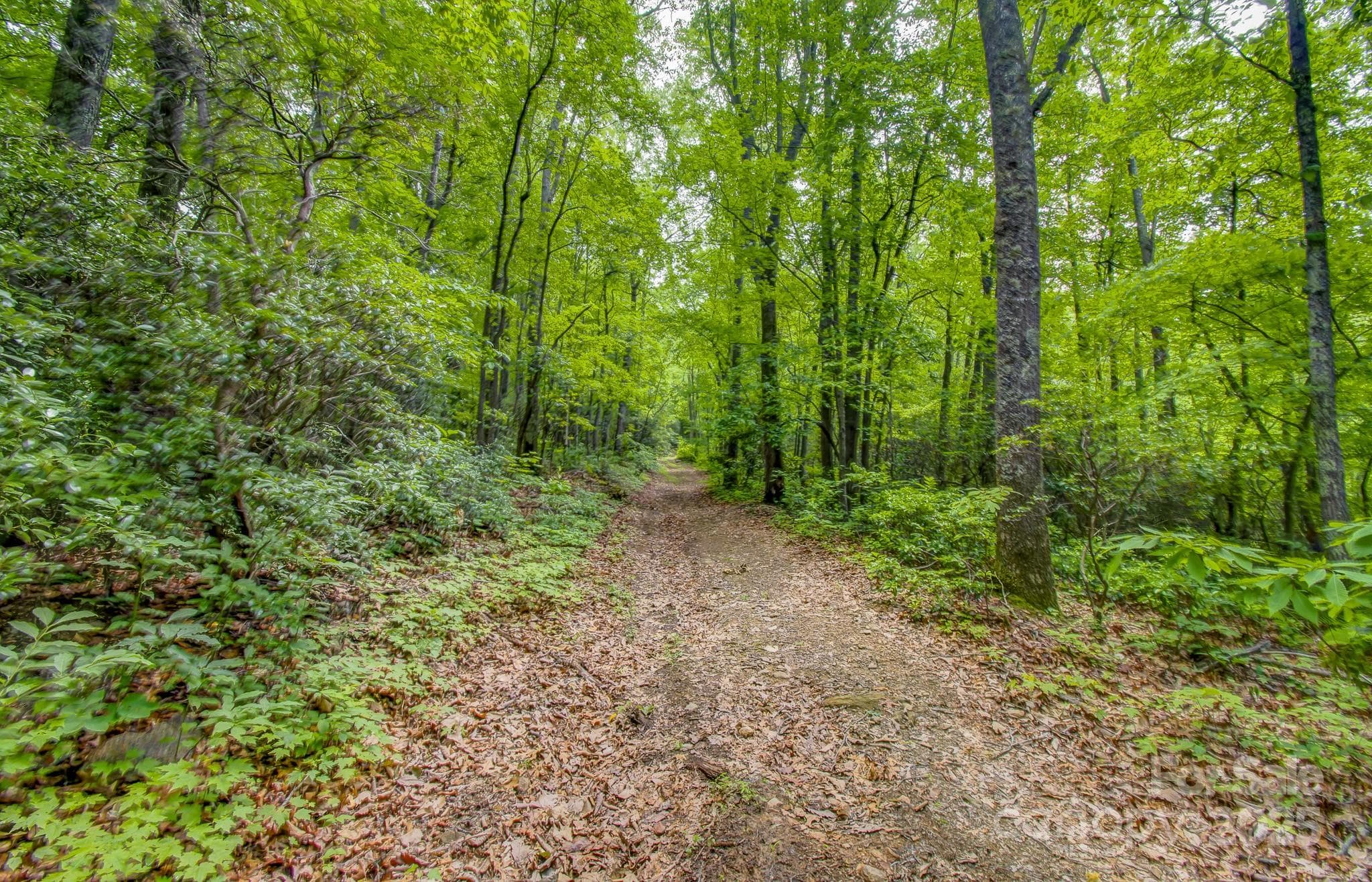 Rough cut road throughout entire property. - 99999 Dark Cove Road, Leicester