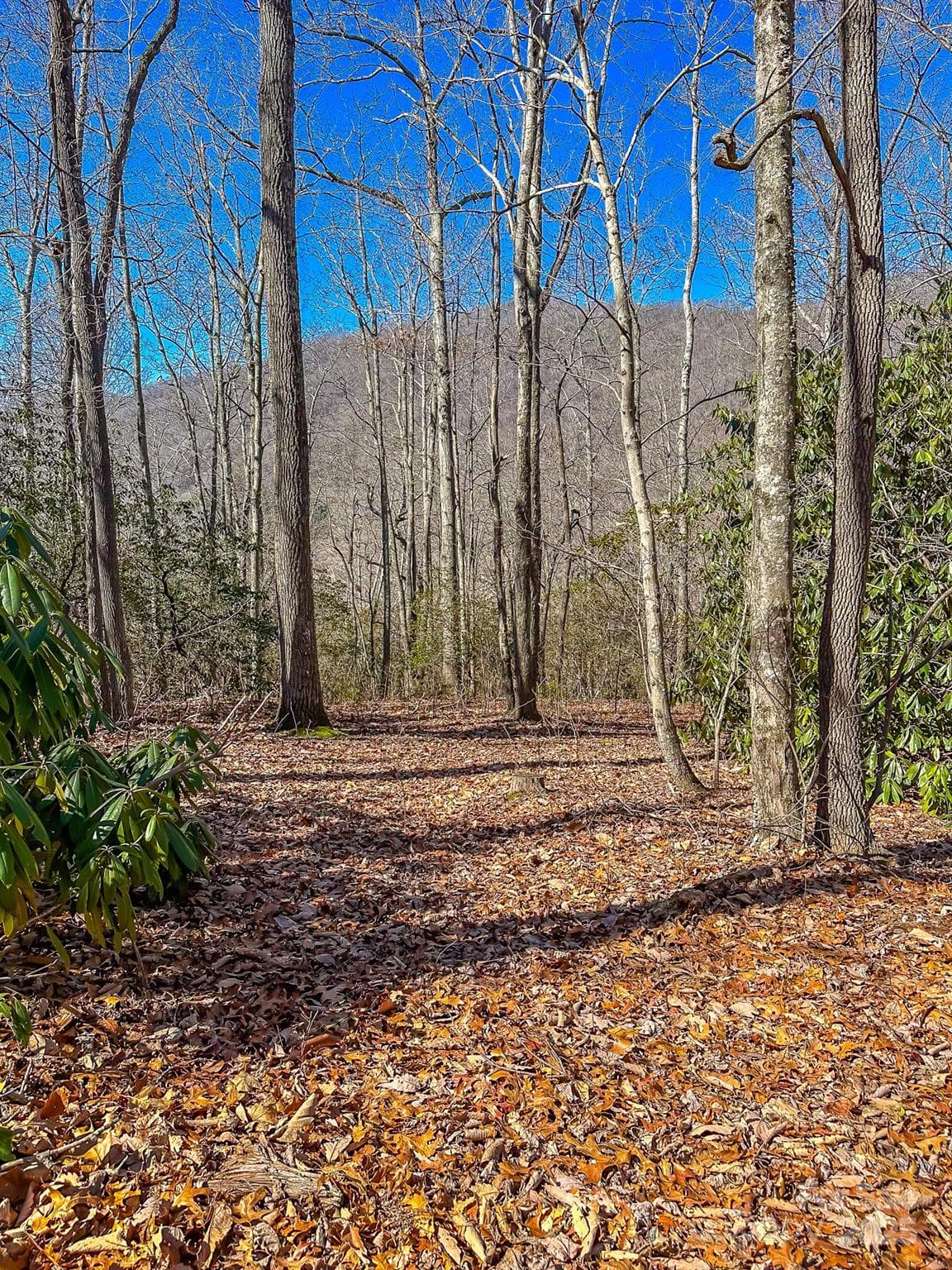 Flat buildable lots throughout property. - 99999 Dark Cove Road, Leicester