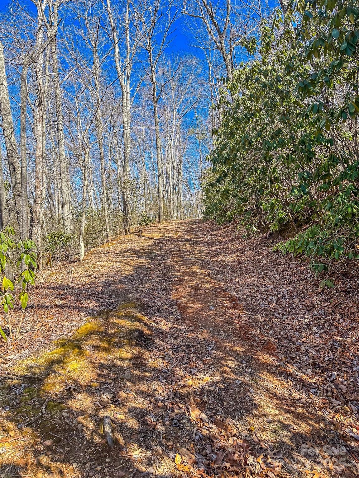 Acreage at 99999 Dark Cove Road, Leicester, photo 14 of 15