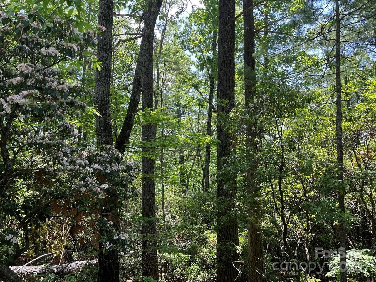 Lot at 0000 Humpback Mountain Road, Spruce Pine, photo 8 of 25
