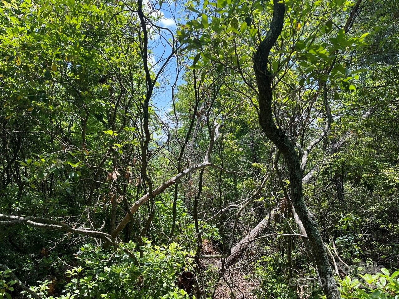 Lot at 0000 Humpback Mountain Road, Spruce Pine, photo 11 of 25