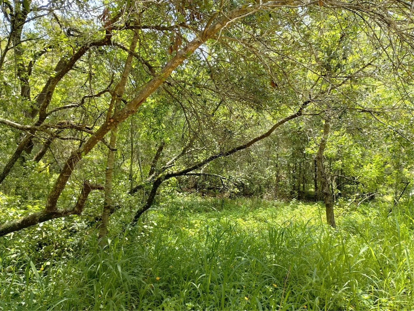 Land at DOGWOOD WAY, LADY LAKE, photo 2 of 9