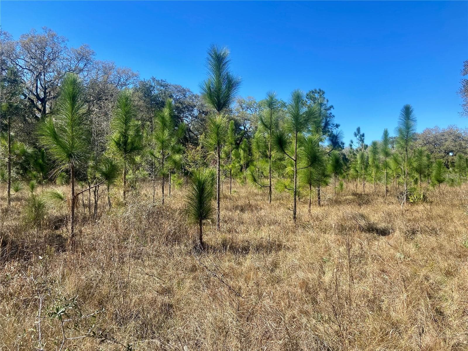 Land at 01 UNNAMED, SPRING HILL, photo 71 of 100