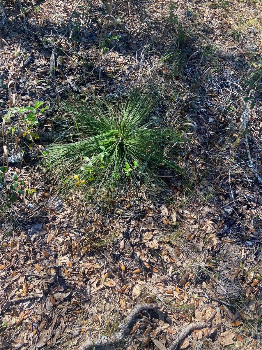 Land at 01 UNNAMED, SPRING HILL, photo 75 of 100