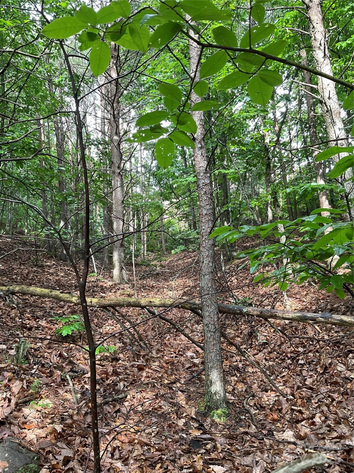 Lot at Hickory, photo 12 of 44