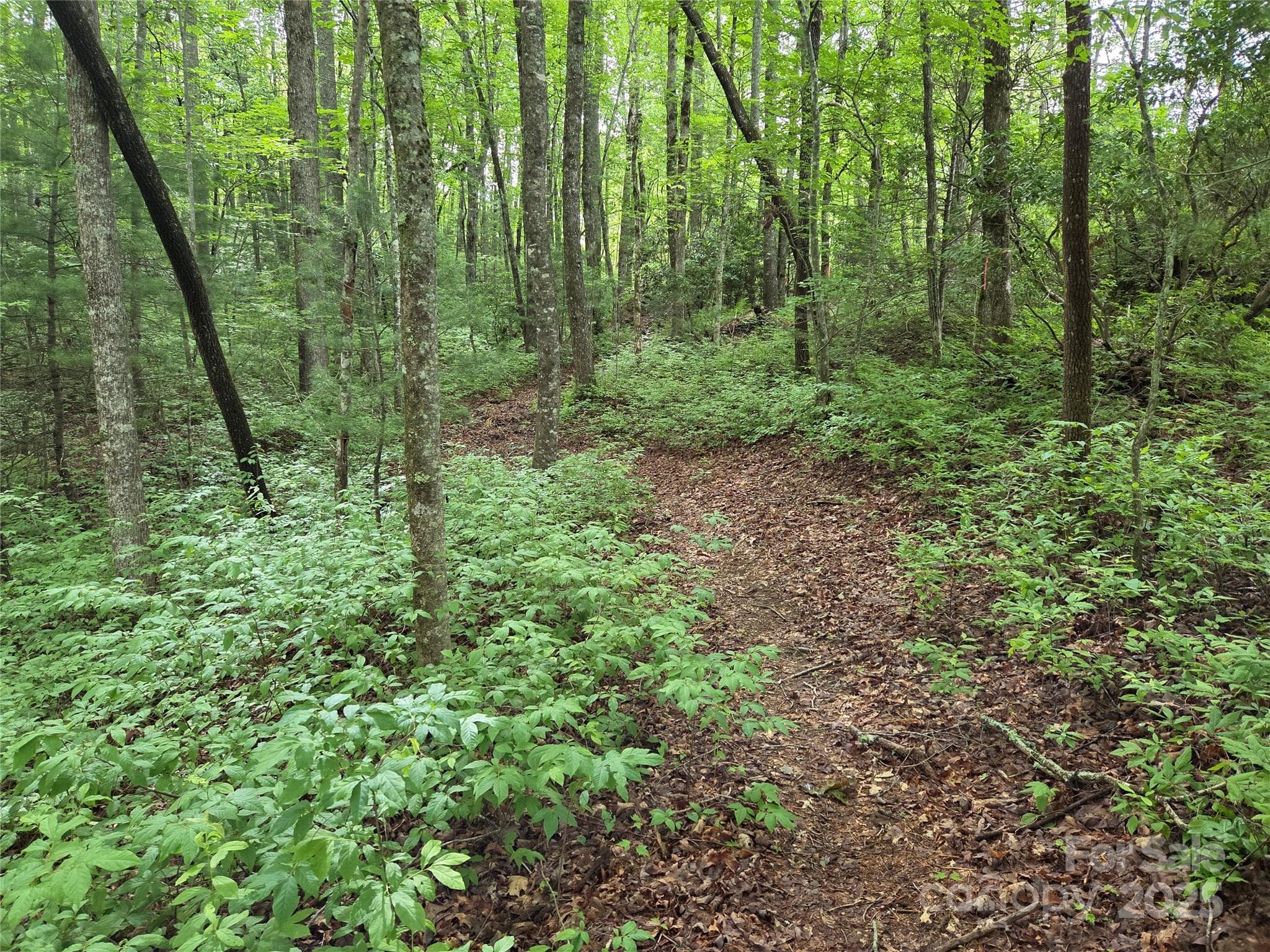 Lot at Brevard, photo 2 of 24