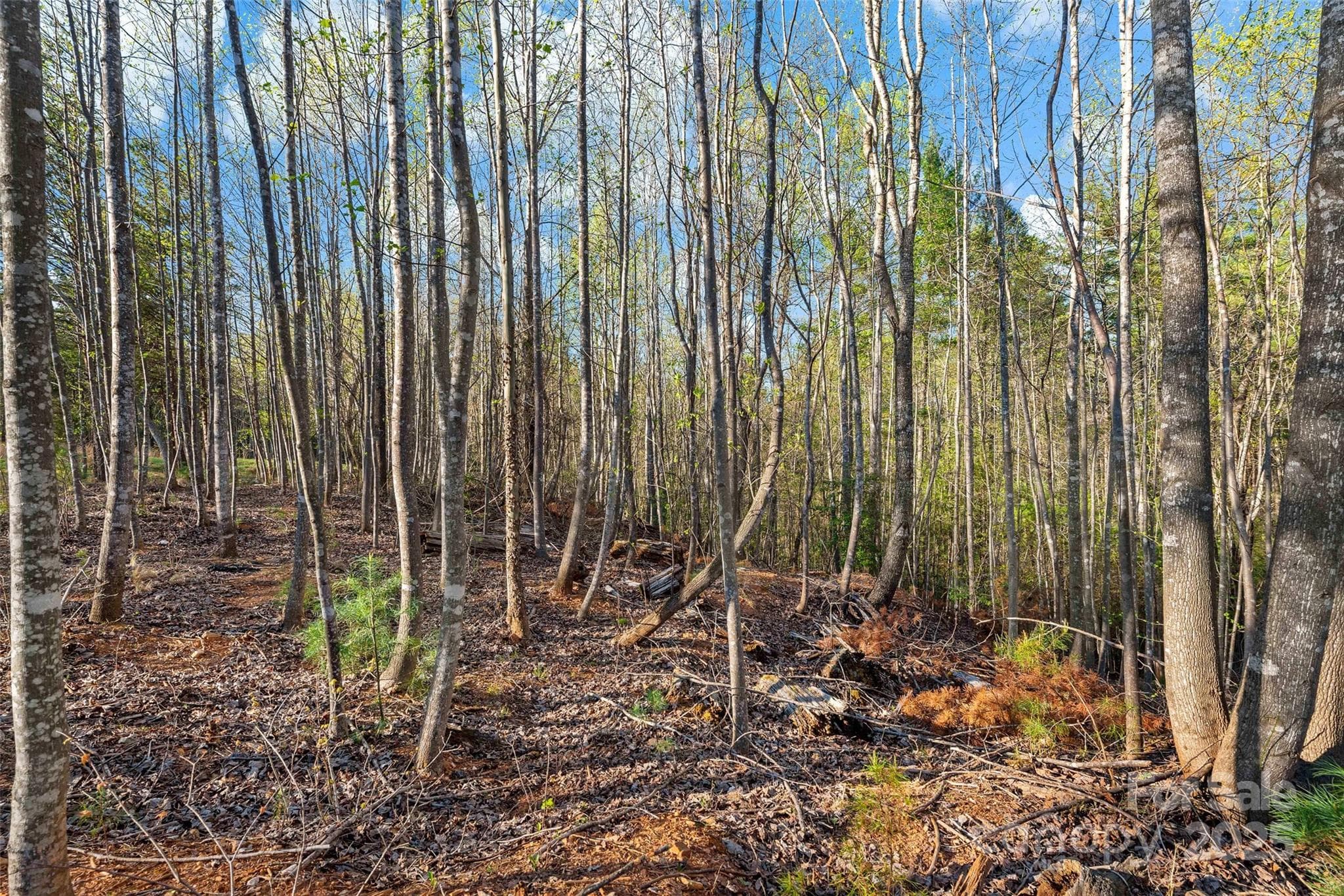 Lot at Nebo, photo 13 of 17