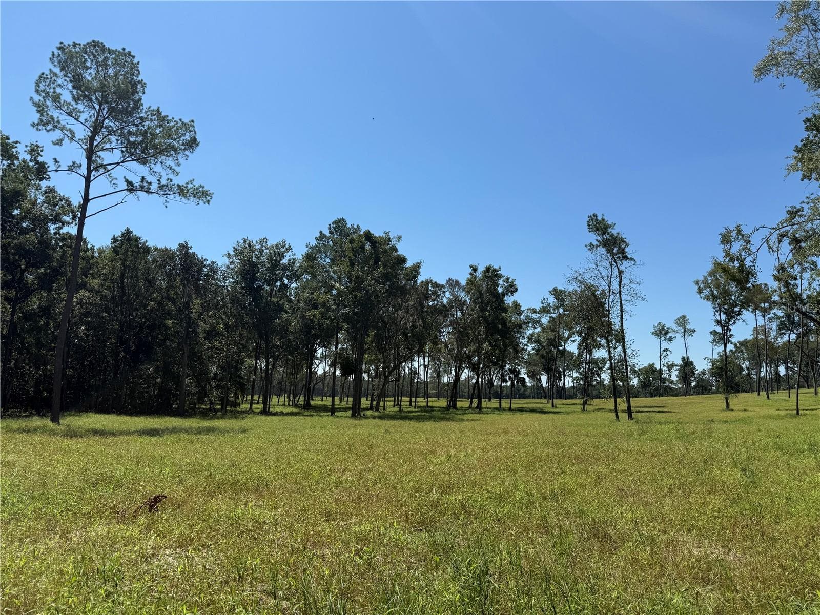 Land at 62ac NW 193RD ST, MICANOPY, photo 8 of 8