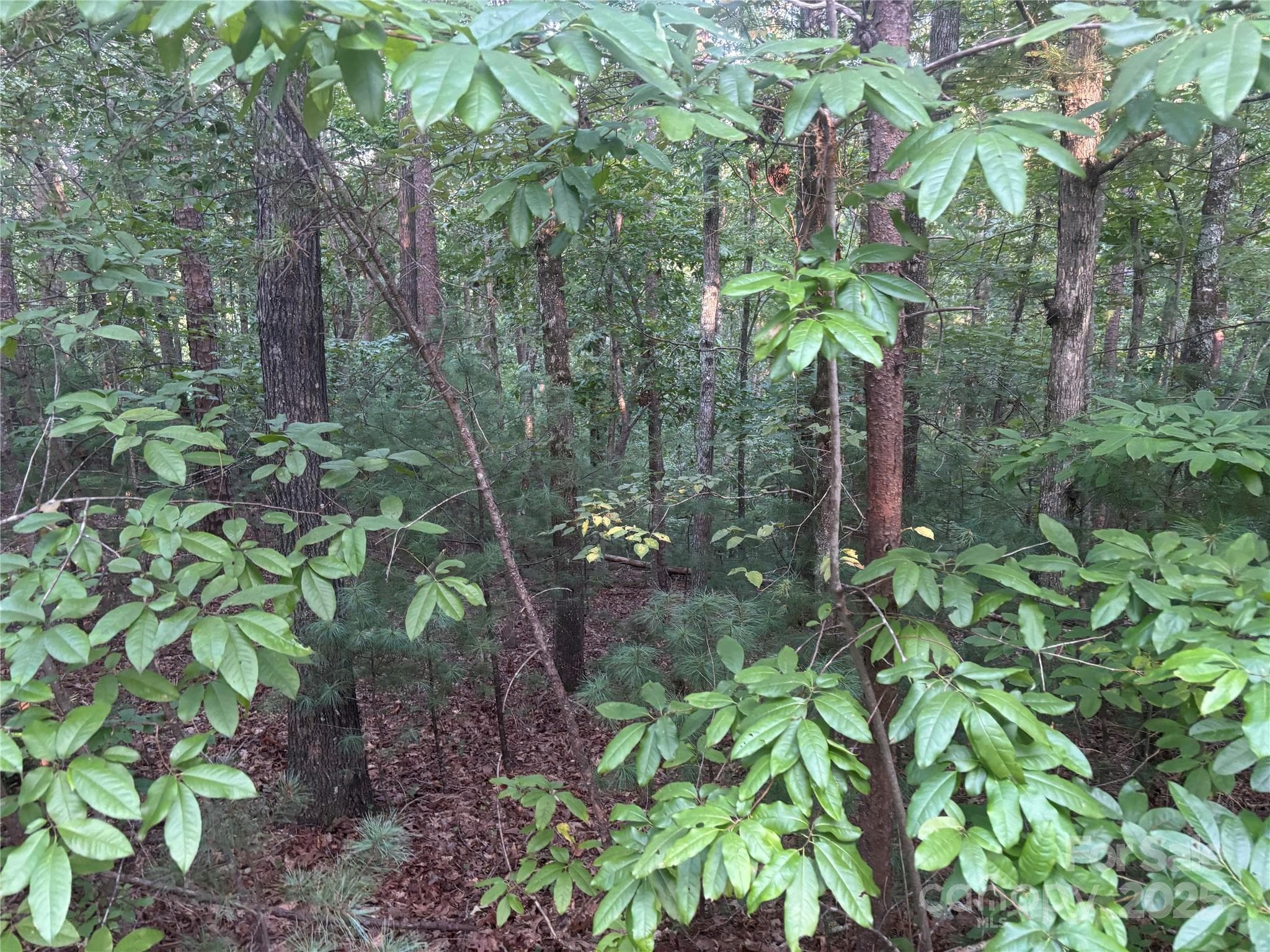 Lot at Mill Spring, photo 6 of 11