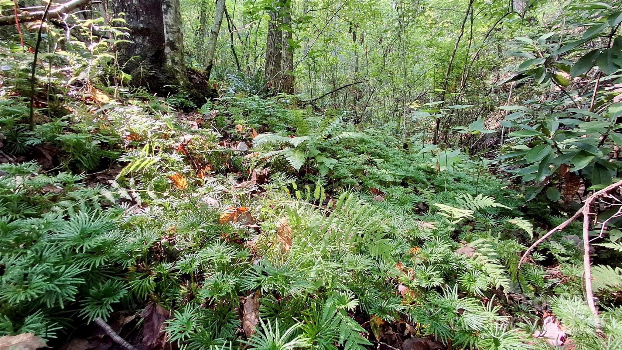 Lot at Sylva, photo 10 of 33