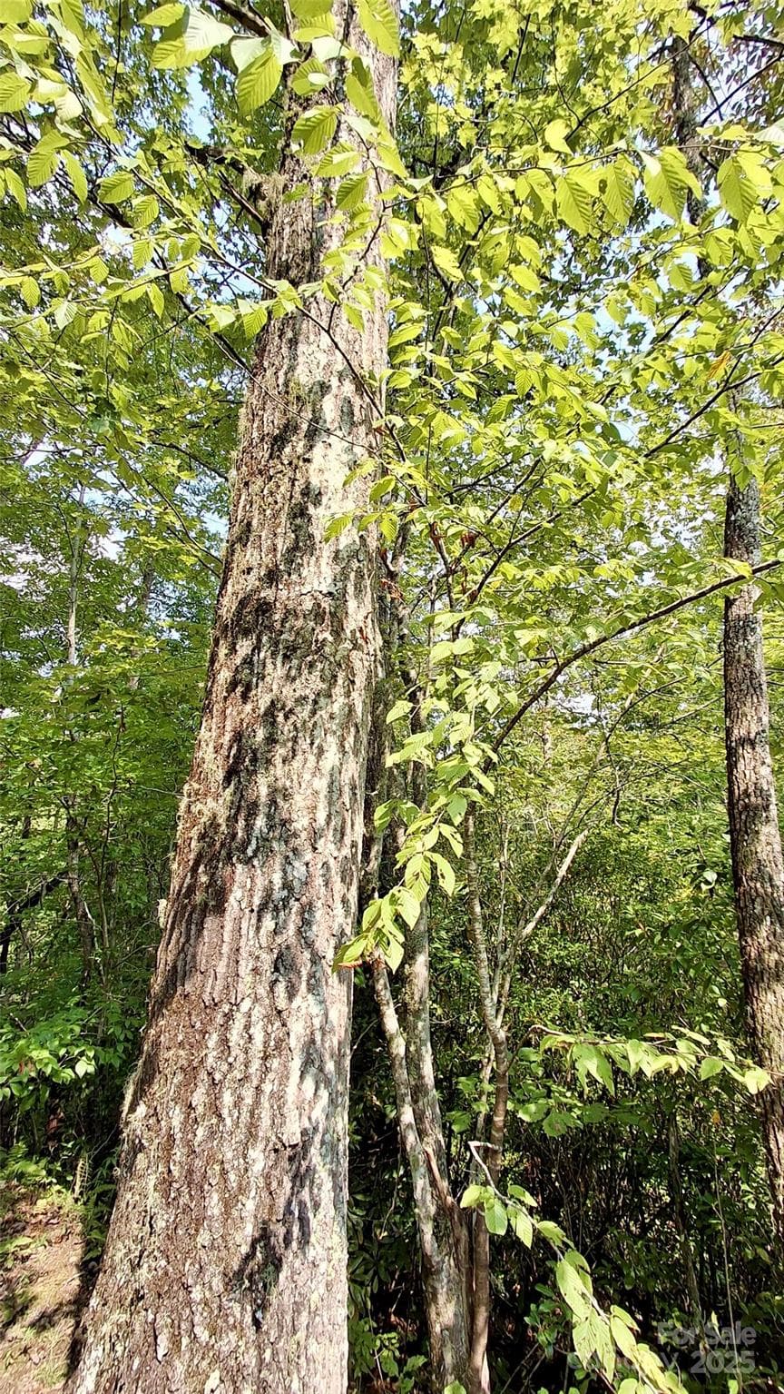 Lot at Sylva, photo 13 of 33