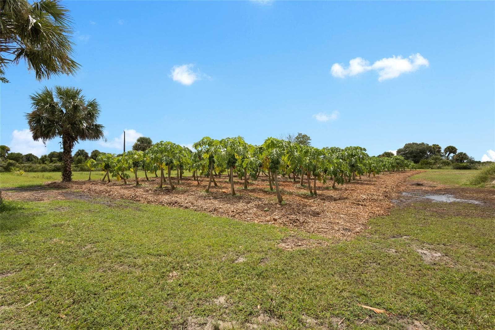 Land at 20914 NW 280TH ST, OKEECHOBEE, photo 21 of 44