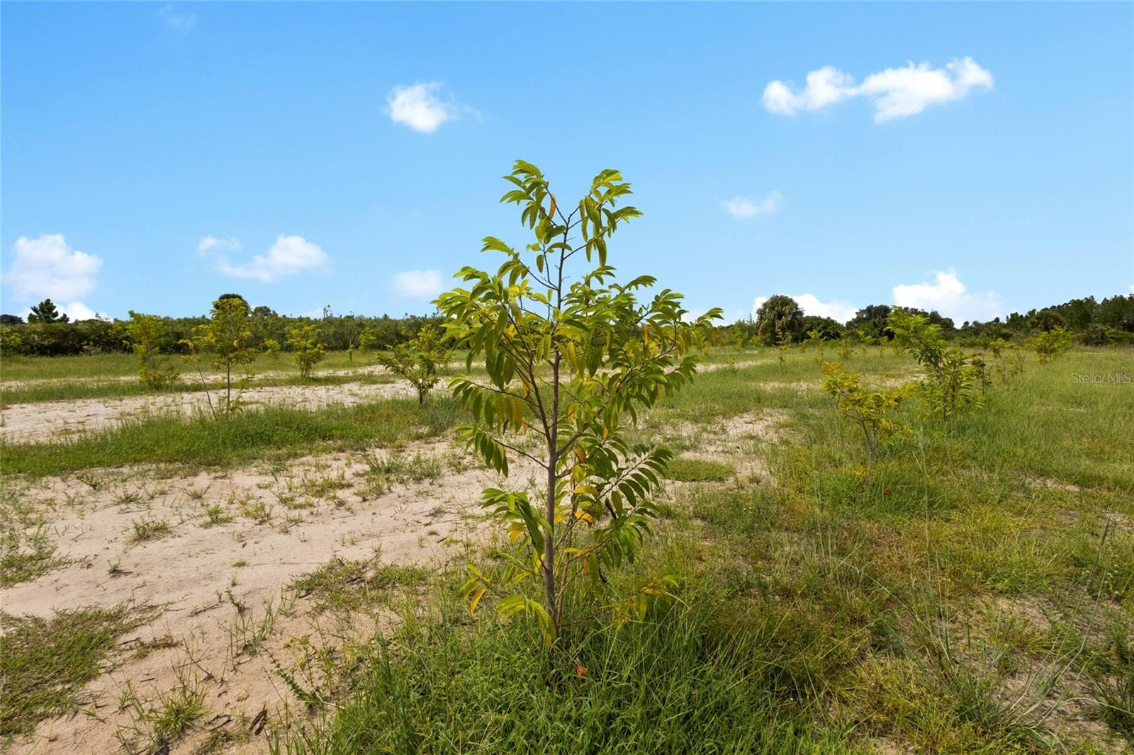 Land at 20914 NW 280TH ST, OKEECHOBEE, photo 30 of 44