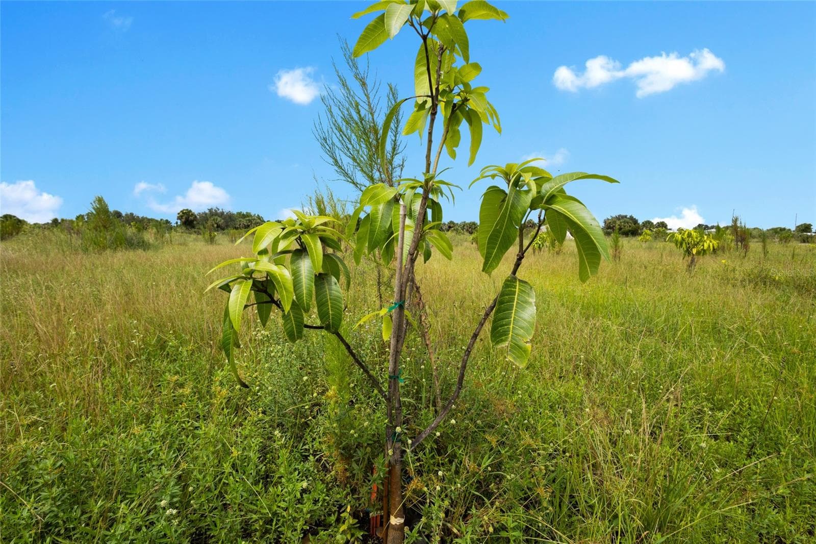 Land at 20914 NW 280TH ST, OKEECHOBEE, photo 34 of 44