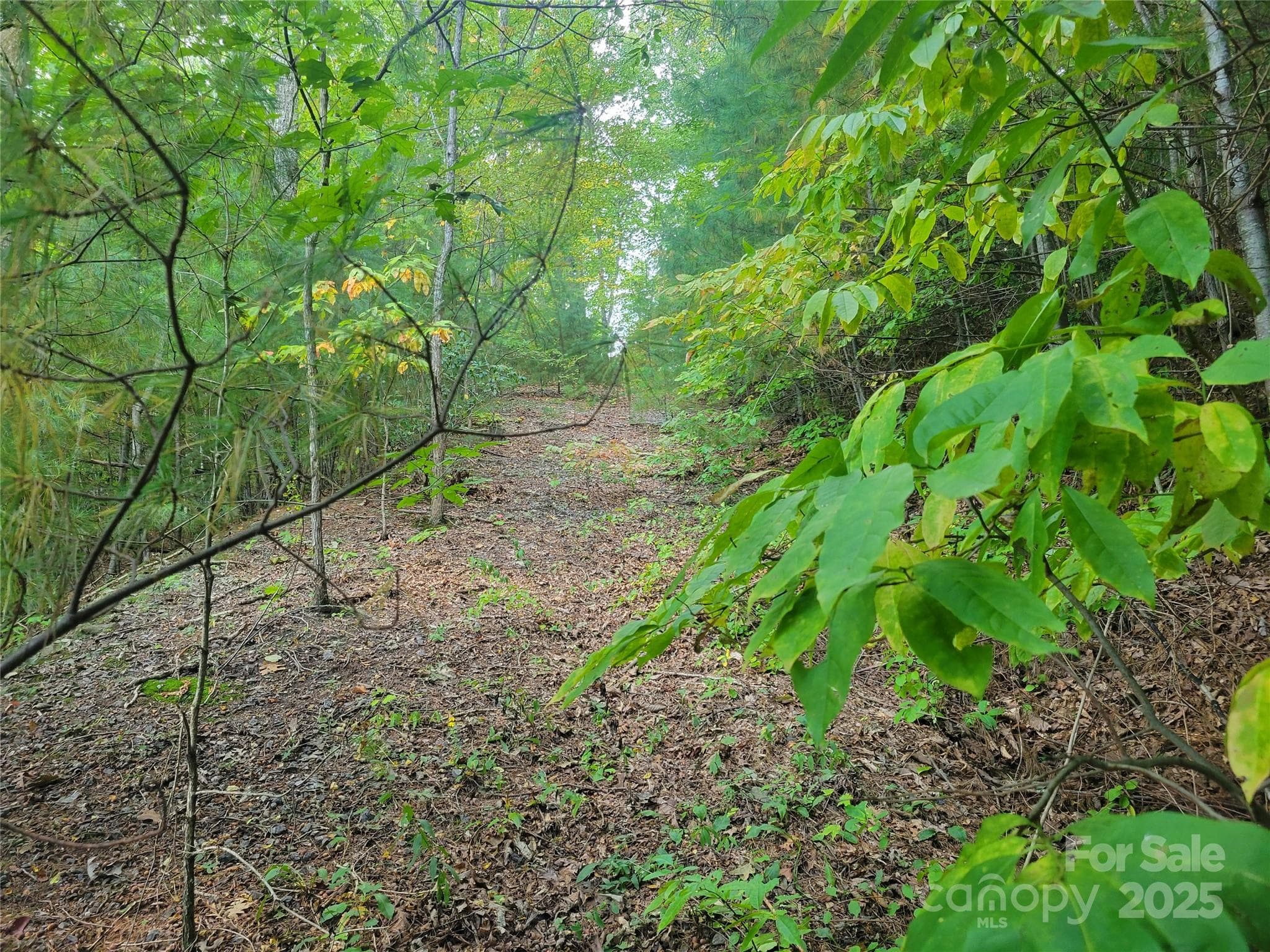 Lot at Waynesville, photo 2 of 7