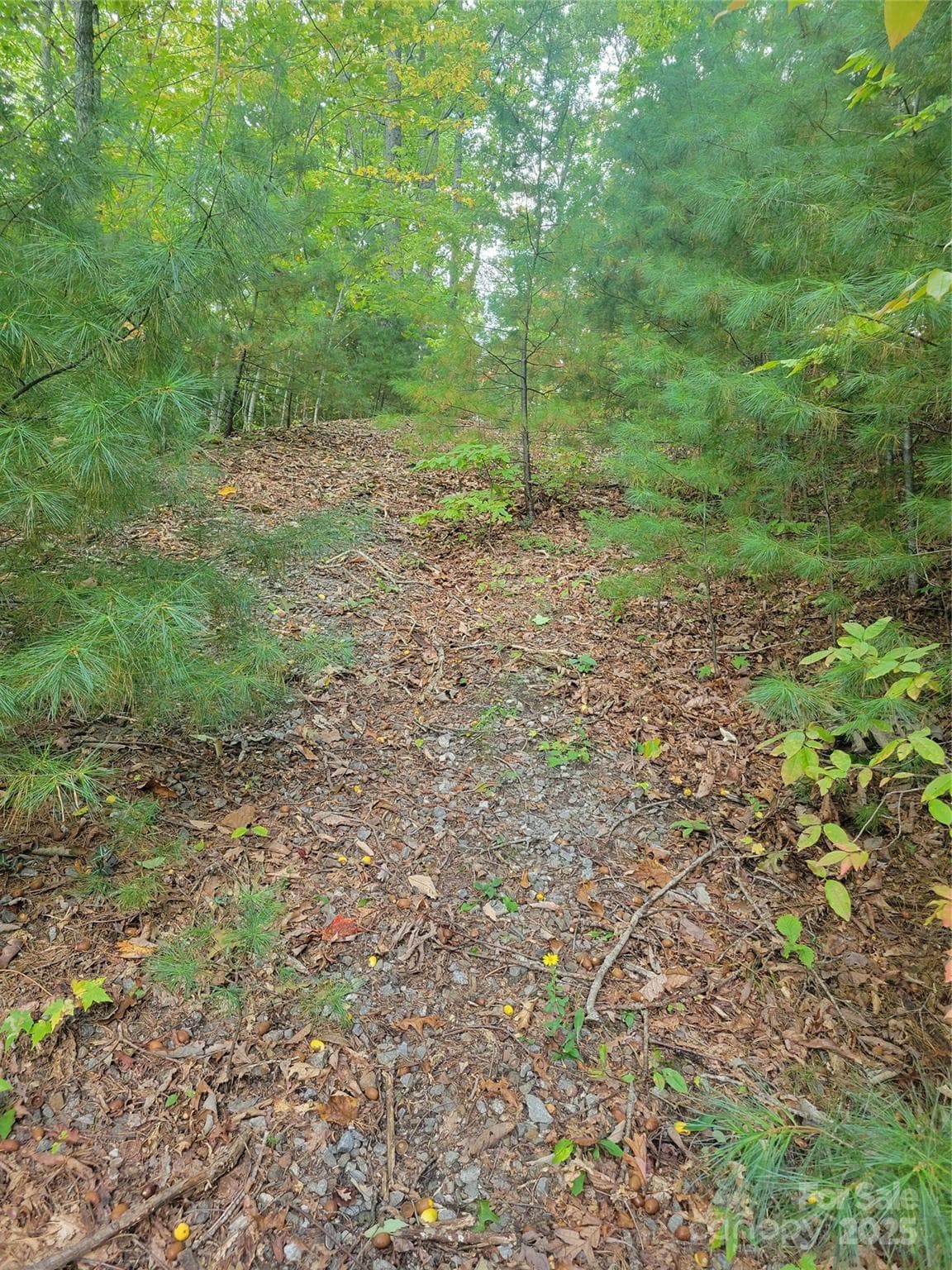 Lot at Waynesville, photo 3 of 7