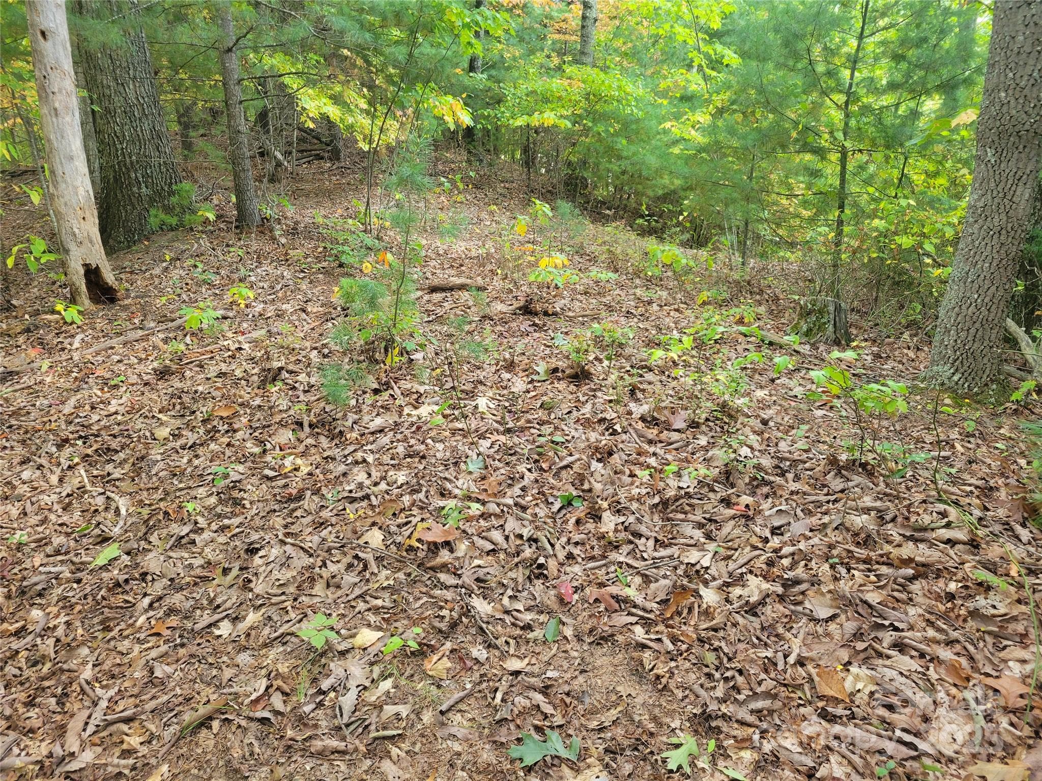 Lot at Waynesville, photo 4 of 7