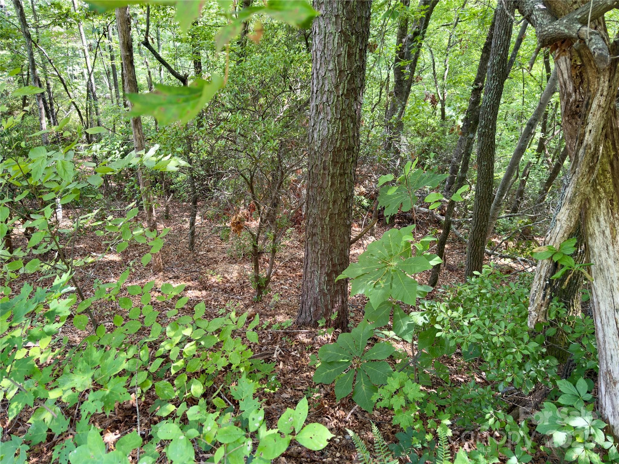 Lot at Black Mountain, photo 7 of 11