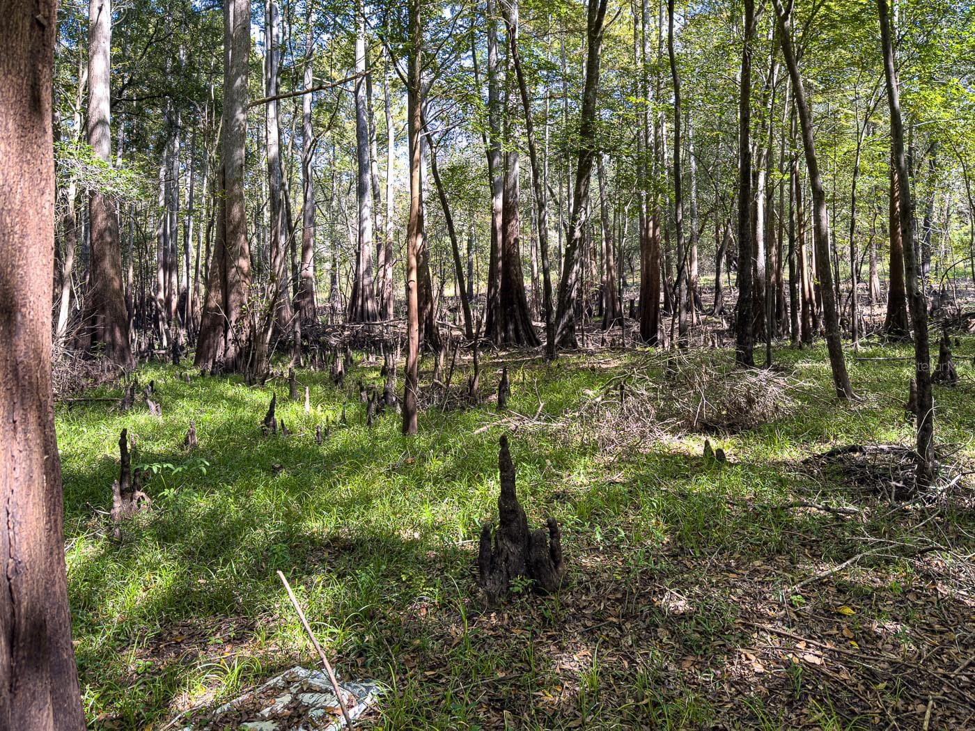 Land at 34095 HYATT RD, DADE CITY, photo 31 of 45