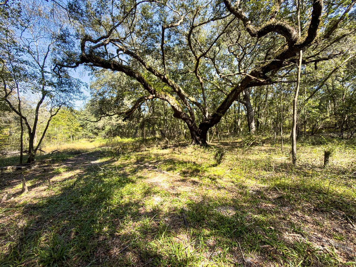 Land at 34095 HYATT RD, DADE CITY, photo 34 of 45