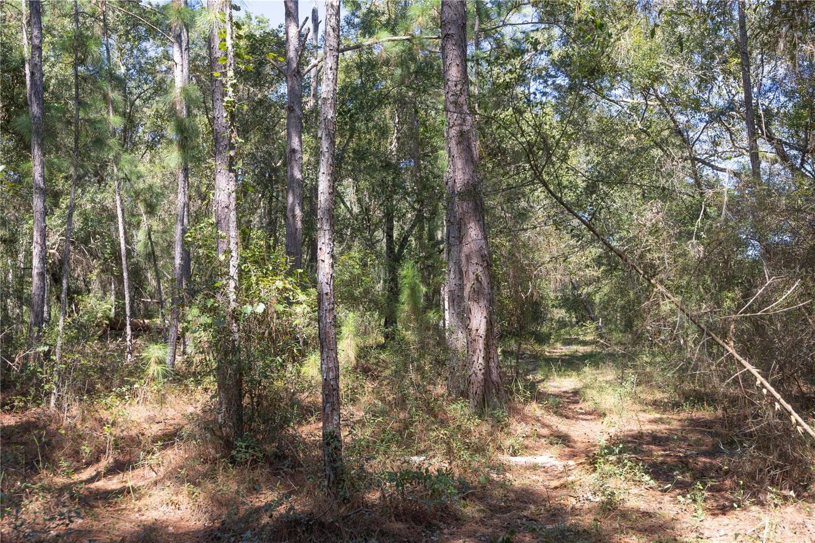 Land at TBD CR 673, WEBSTER, photo 12 of 69