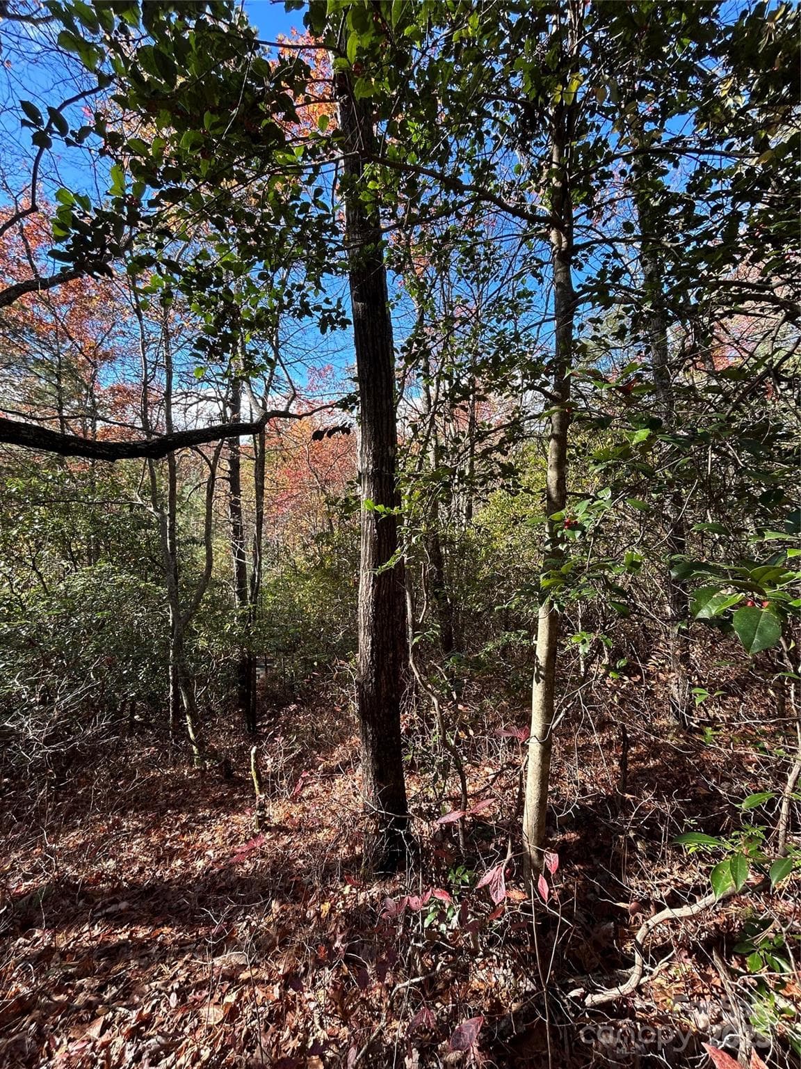 Lot at Brevard, photo 7 of 7