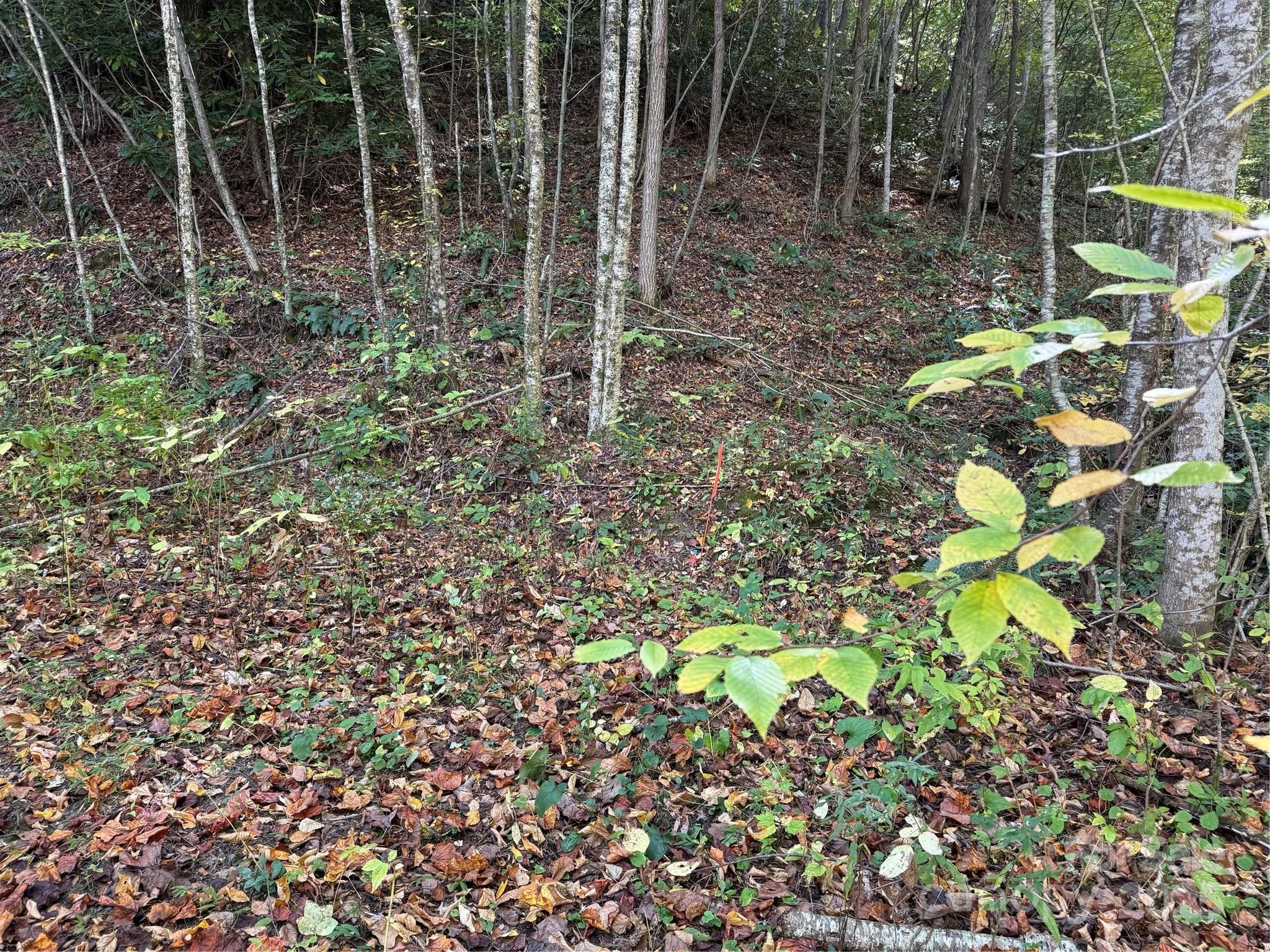 Acreage at Mars Hill, photo 8 of 16