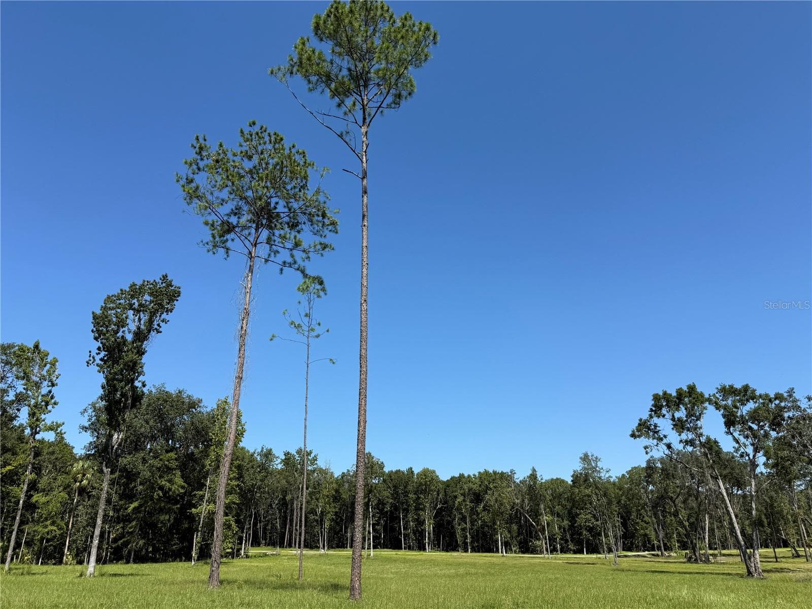 Land at DO #6 (24ac) NW 193RD ST, MICANOPY, photo 6 of 11