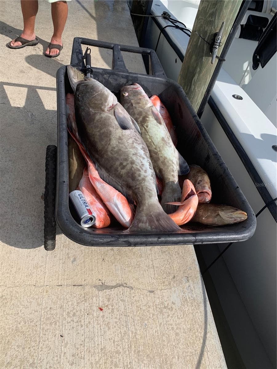 Catch from Gulf of Mexico - 430 NW 39TH AVE, CAPE CORAL