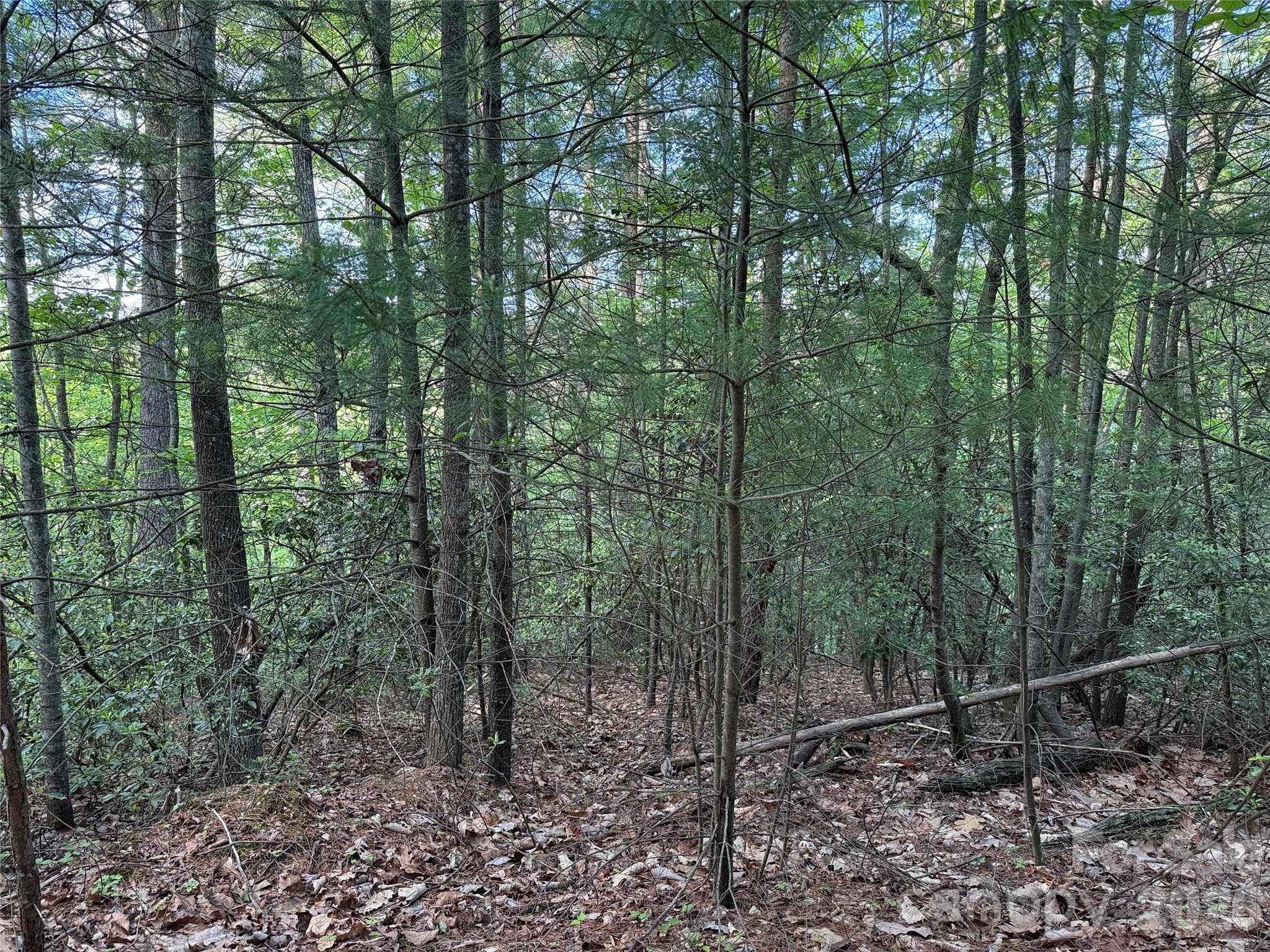 Many Building Site Options - TBD Wolf Pen Road, Purlear