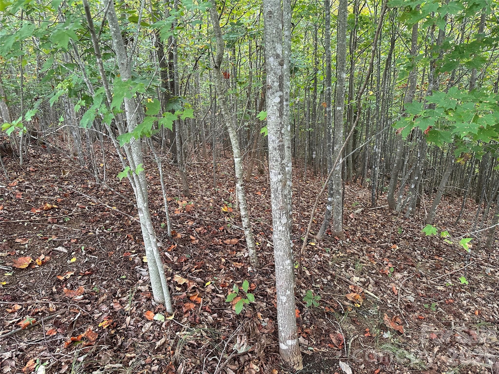 Lot at Nebo, photo 3 of 17