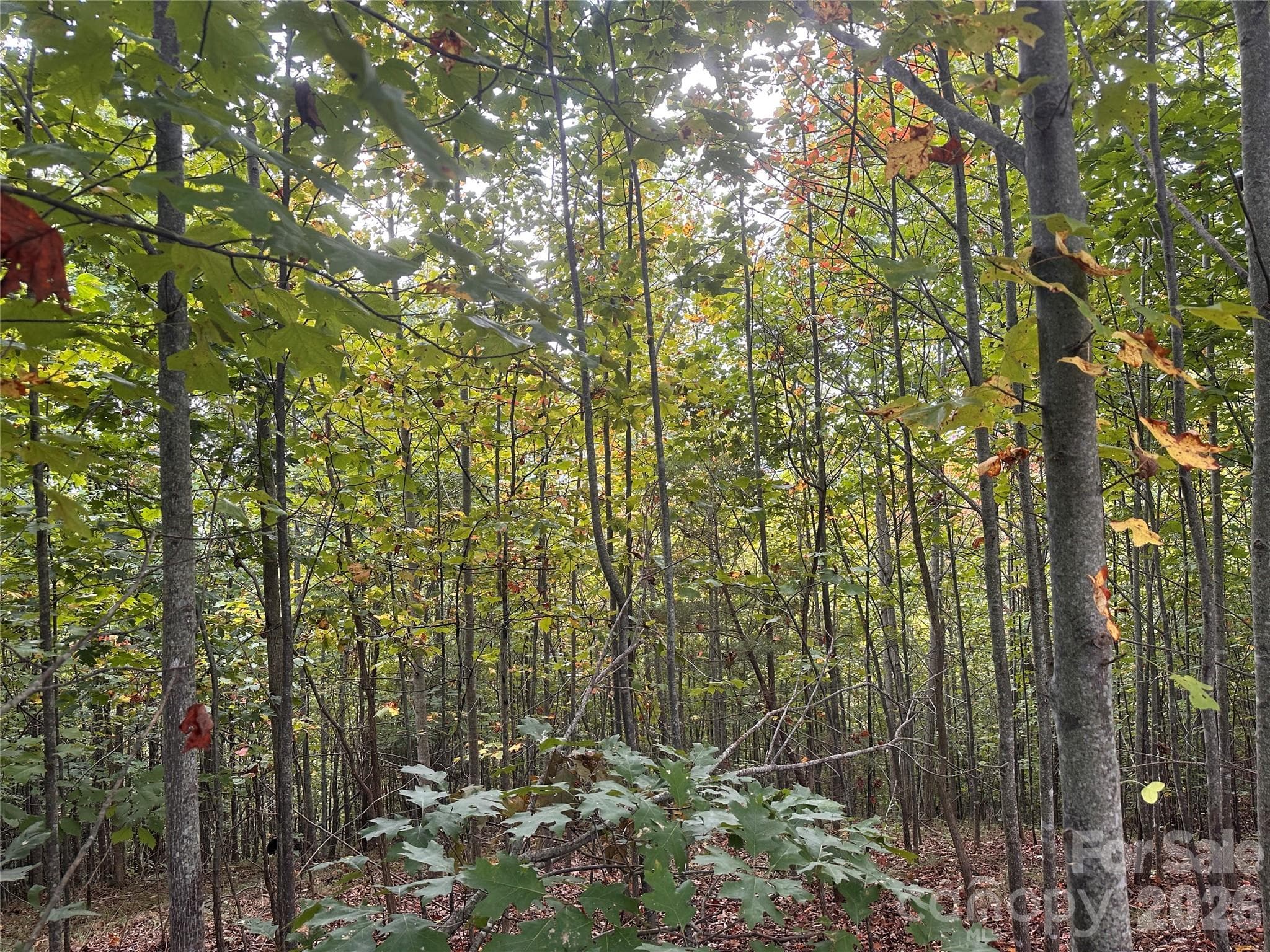 Lot at Nebo, photo 4 of 17