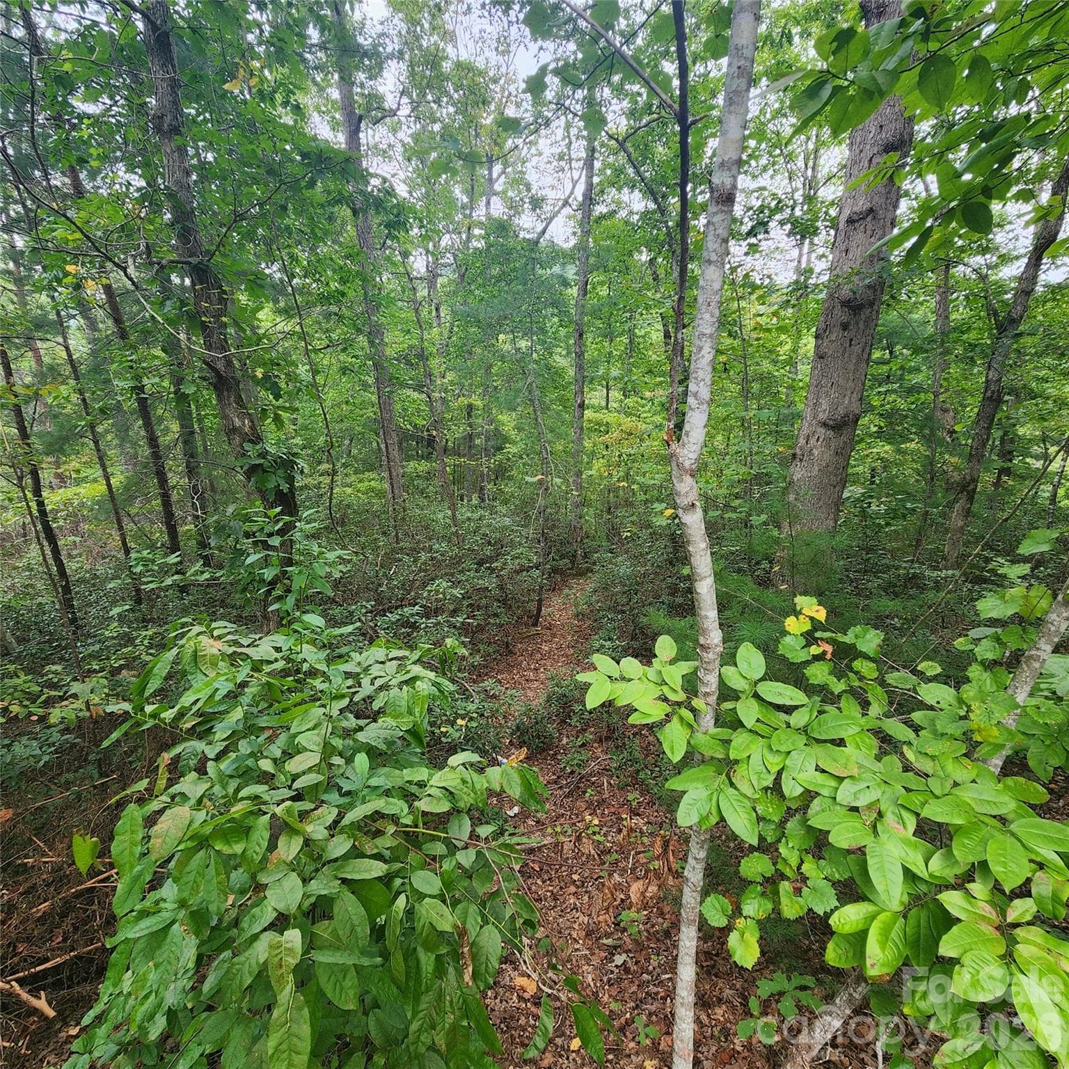 Lot at Lake Lure, photo 3 of 37