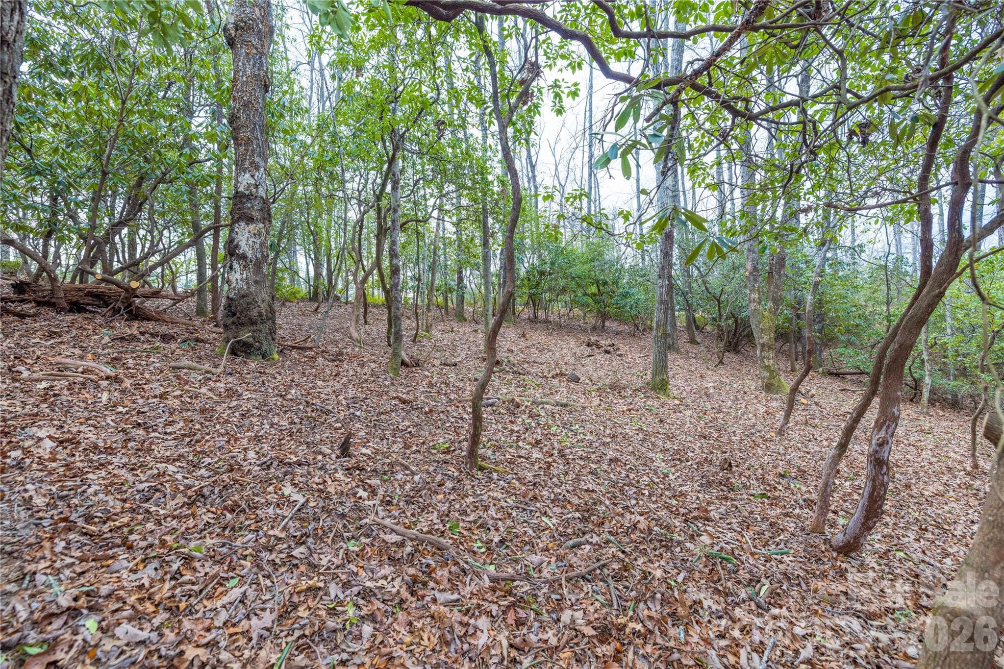 Clearing for homesite - Tract 1 Turtle Ridge Trail, Mills River