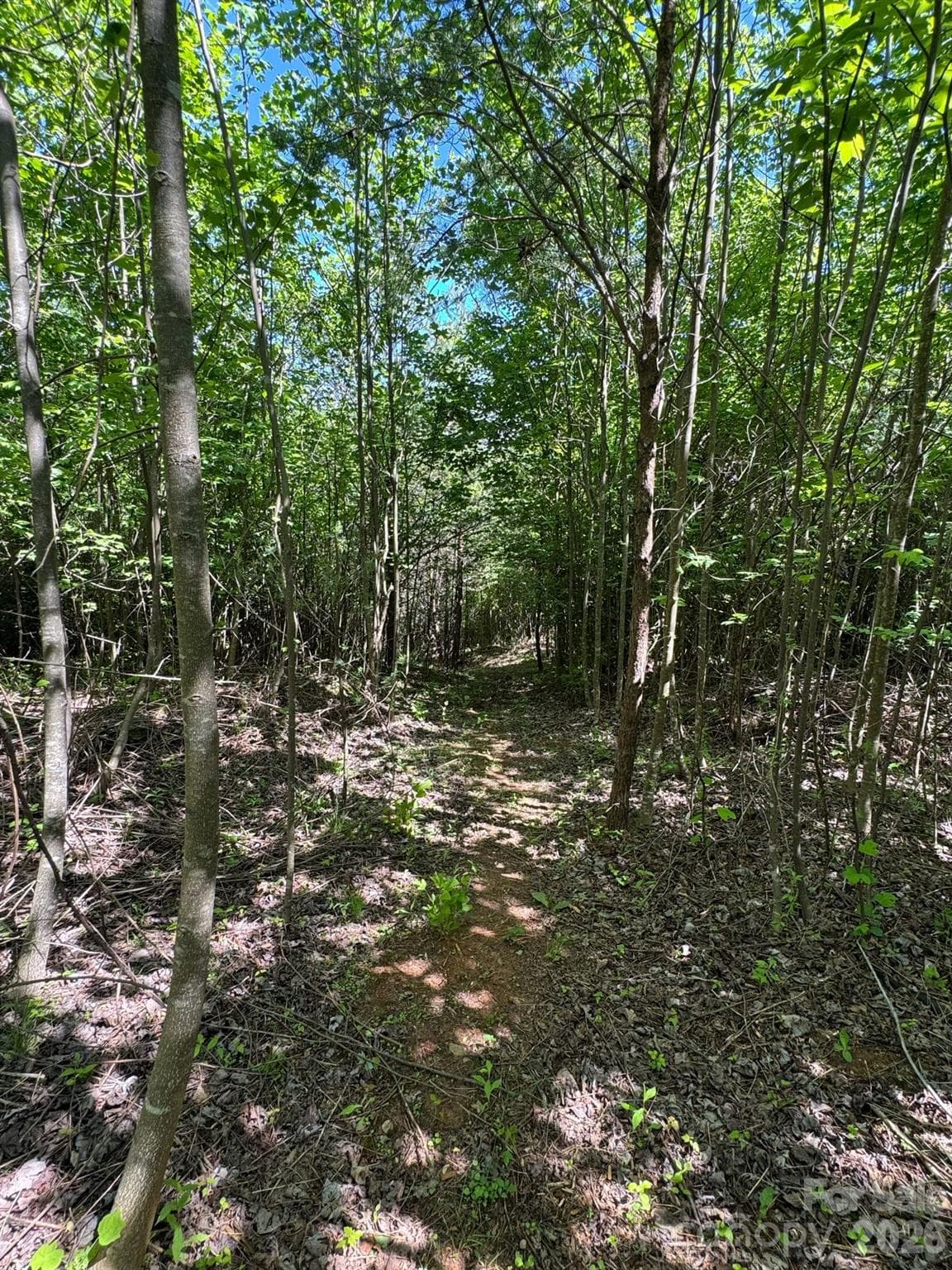Acreage at Lot 54 Billings Hill Church Road, Traphill, photo 18 of 28