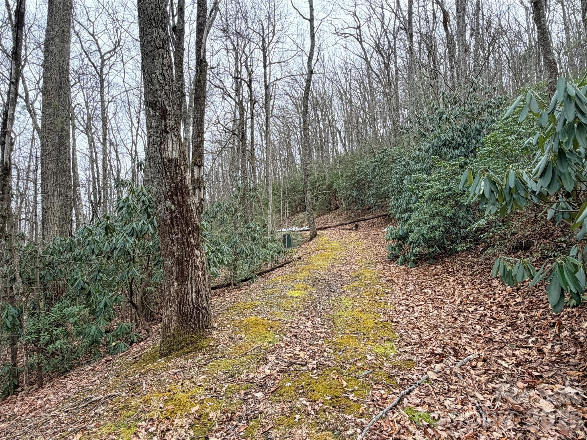 Driveway in Place to Homesite - Lenoir